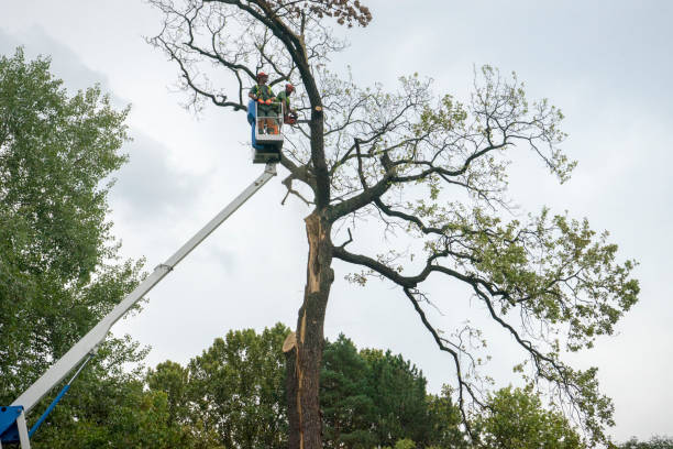 Best Seasonal Cleanup (Spring/Fall)  in Cumberland, WI