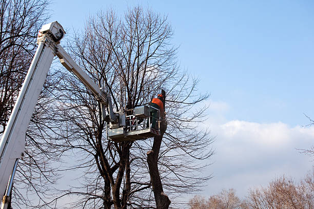 Best Commercial Tree Services  in Cumberland, WI